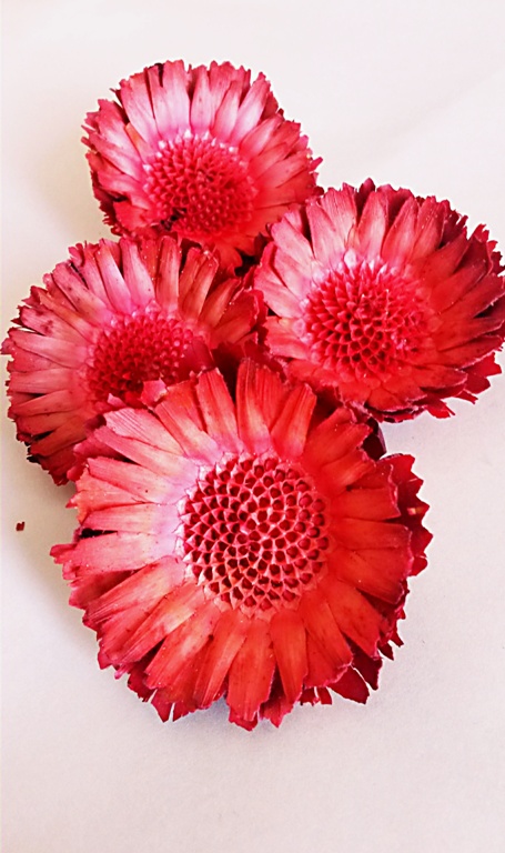 Compacta rosette red loose