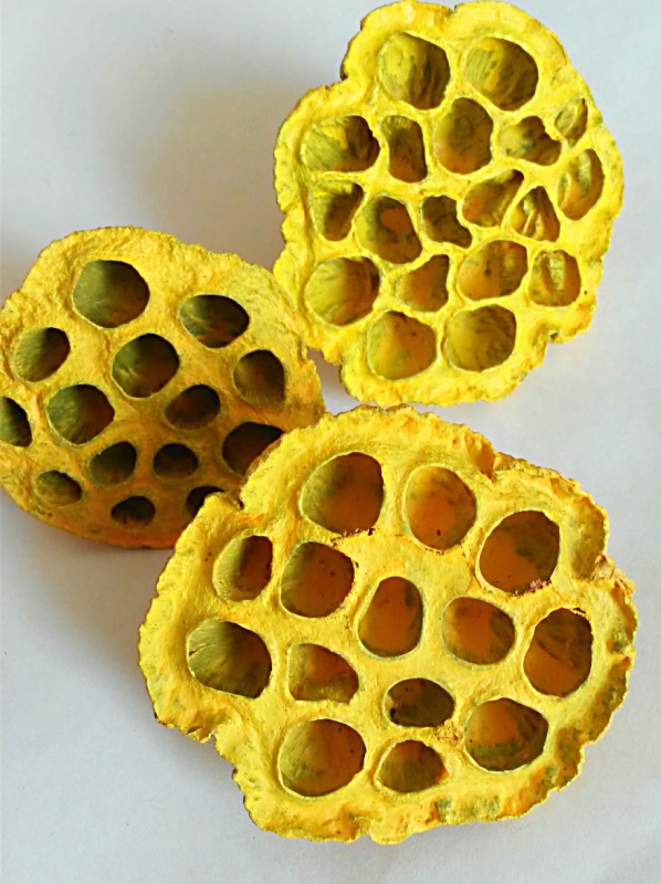 Lotus medium žlutá
