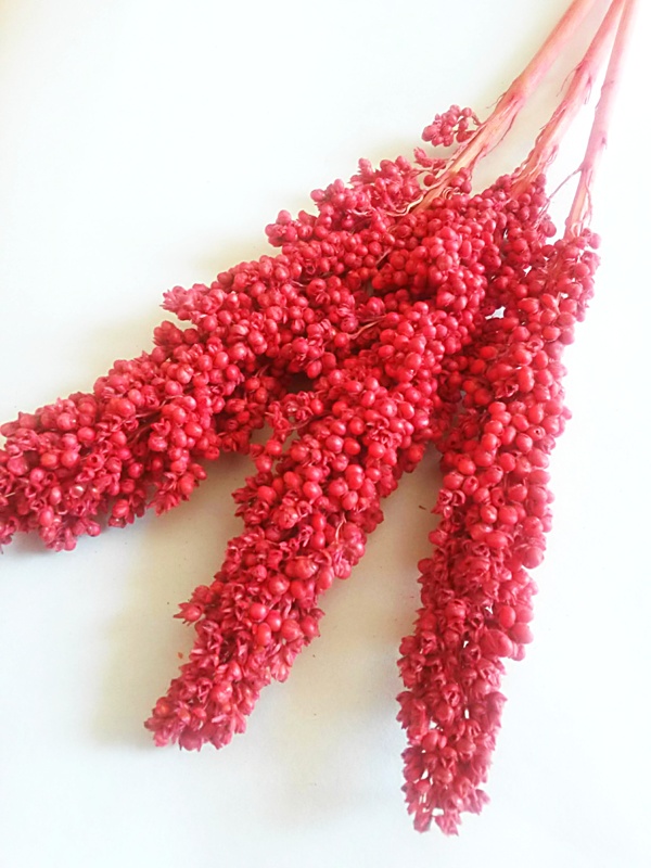 Indian corn červený