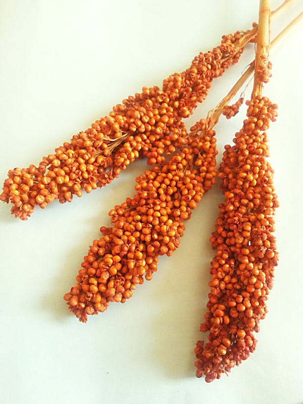 Indian corn oranžový