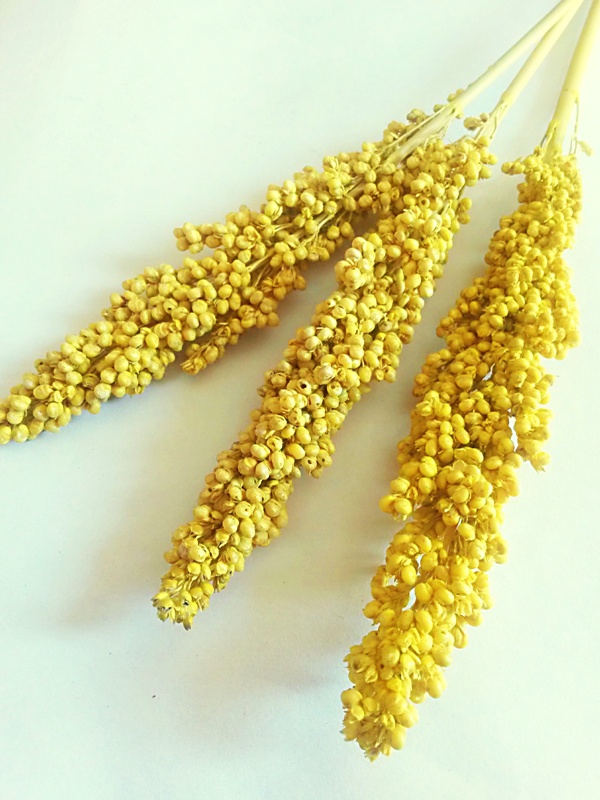 Indian corn žlutý