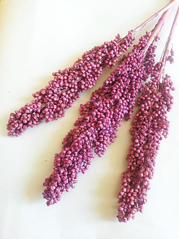 Indian corn lila