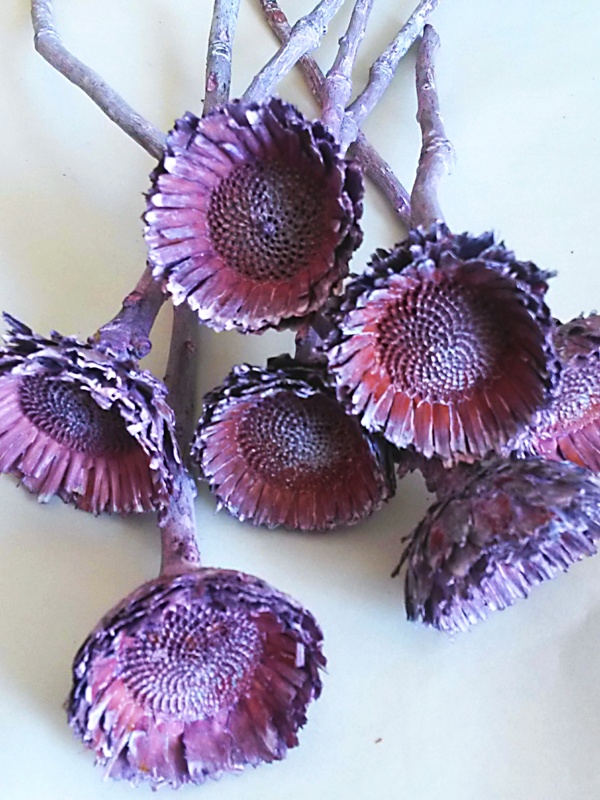 Obtusifolie rosette brombeer frosted