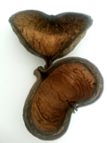 Badam