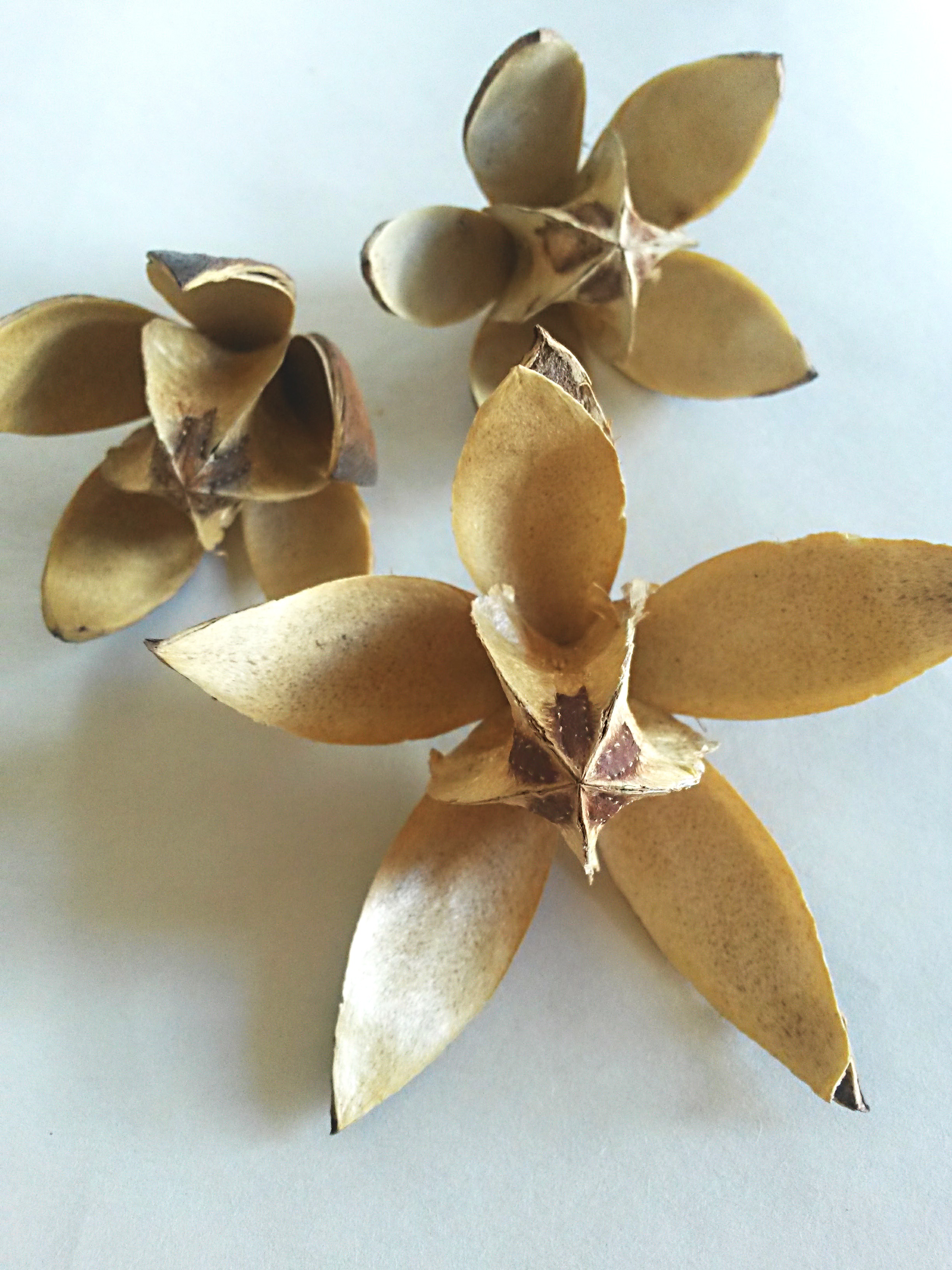 Wild lily natural