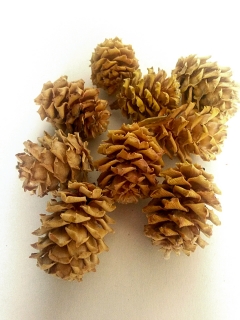 Salignum cream loose