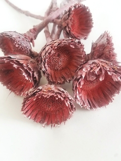 Obtusifolia rosette pink frosted