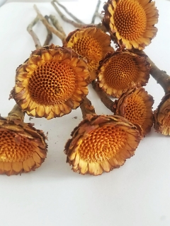 Susane rosette yellow