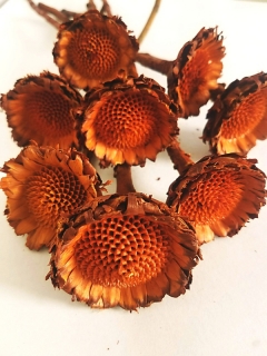 Susane rosette orange