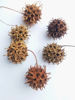 Amberbaum natural