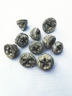 Eucalyptus pod natural stonewash