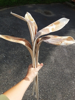 Shoe horn bělená