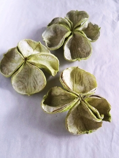 Land lotus green stonewash