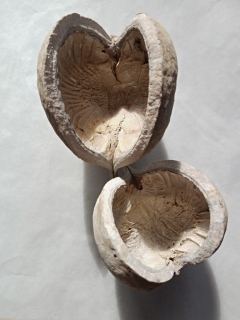 Budha nut natural Stonewash