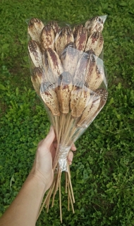 Mehogany pod natural stopka