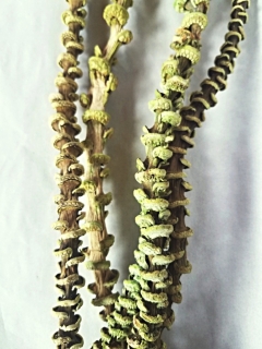Banana stick light green