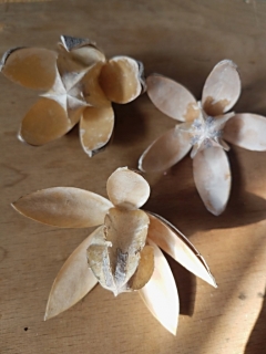 Wild lily natural stonewash