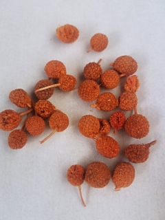 Bora flowers oranžová