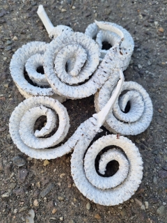 Palm ring white paint