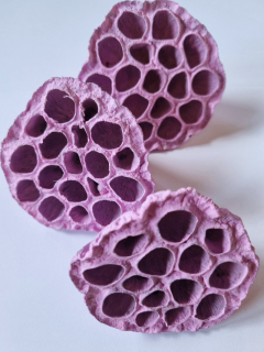 Lotus medium fialová