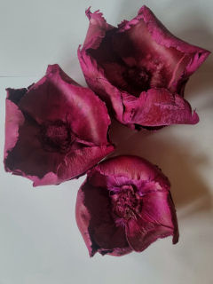 Palm Cap purple
