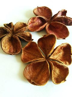 Land Lotus Natural 20 kusů