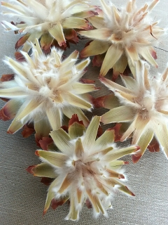 Plumosum cream loose